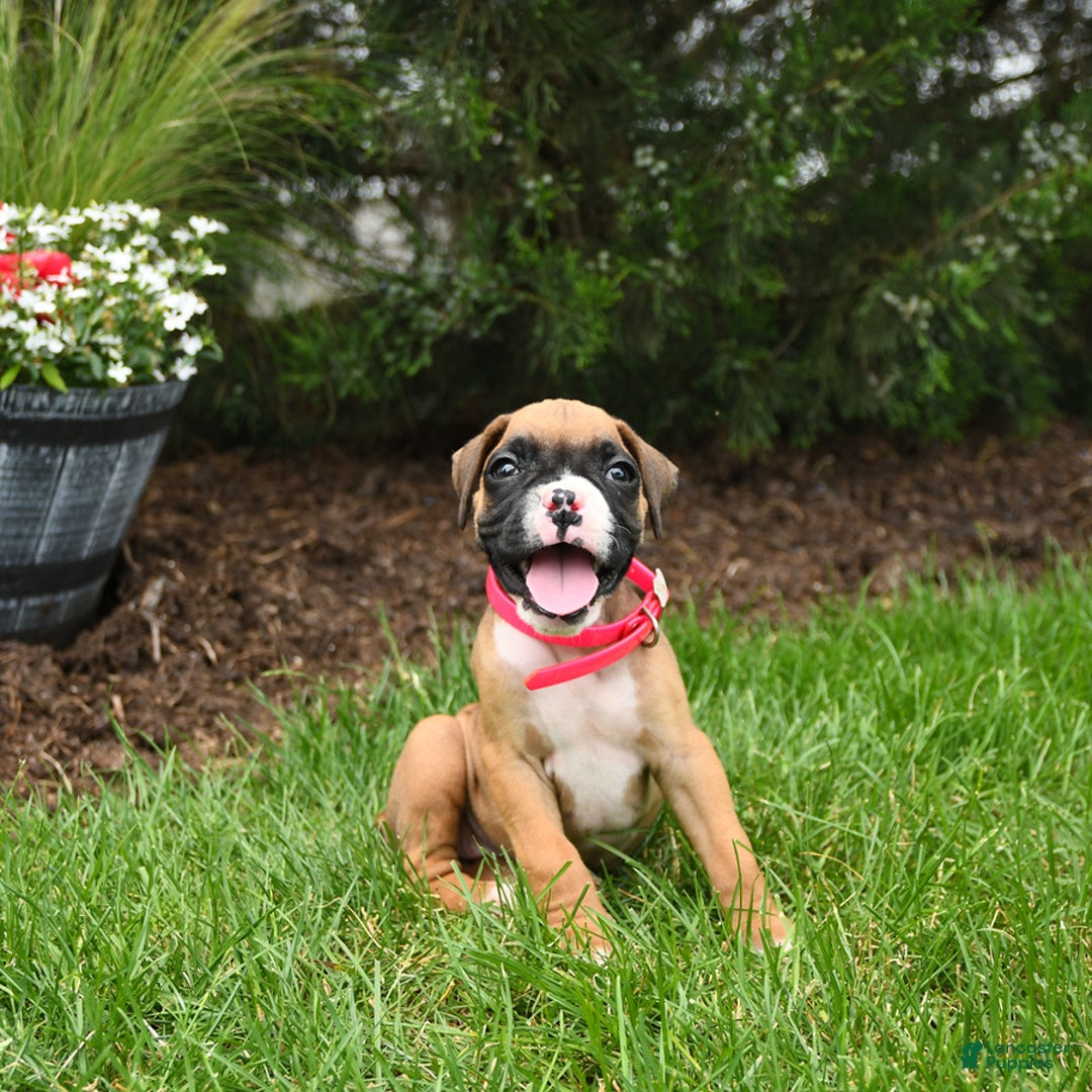 Boxer dogs for sale: Hazel - Image 4