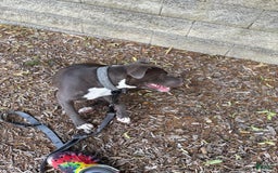 American Pit Bull Terrier dogs for sale: Blu - Image 2