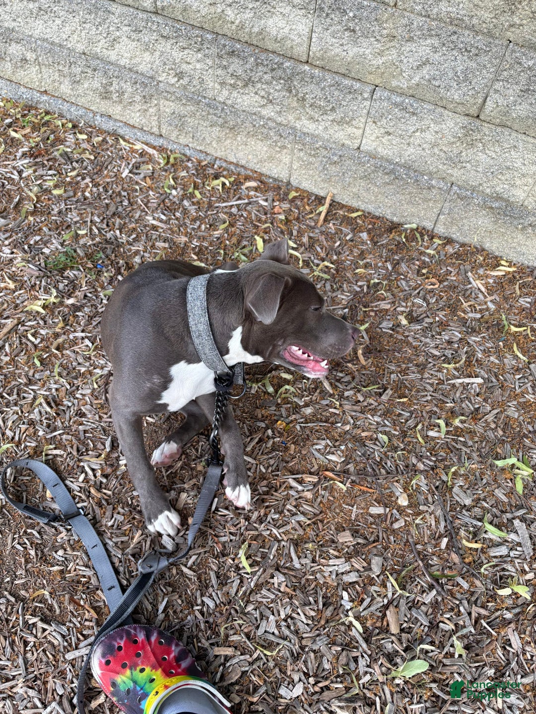 American Pit Bull Terrier dogs for sale: Blu - Image 2