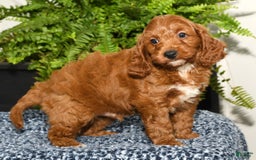 Cavapoo dogs for sale: Tommy - Image 5