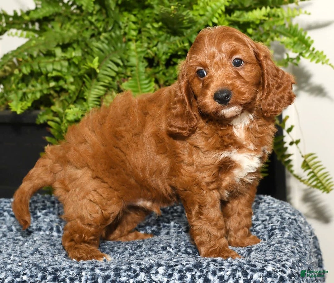 Cavapoo dogs for sale: Tommy - Image 5