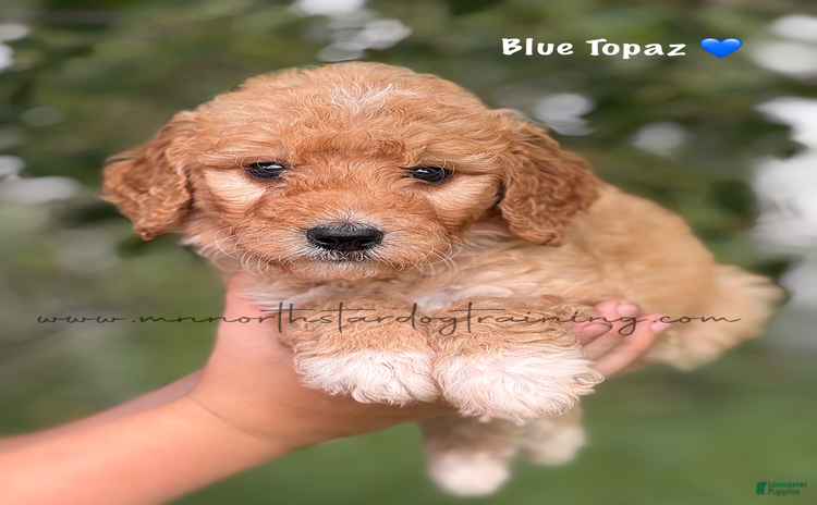 Goldendoodle dogs for sale - Ad 5