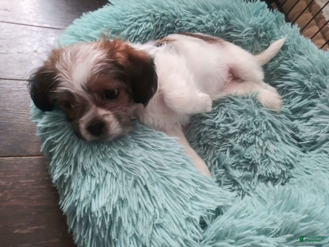 Shorkie dogs for sale: Bell Bell Aka Bella - Image 2
