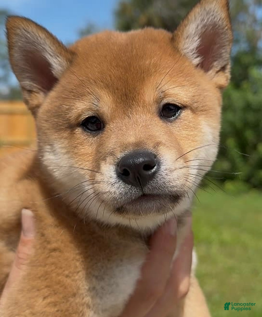 Shiba Inu dogs for sale: Koda - Image 1