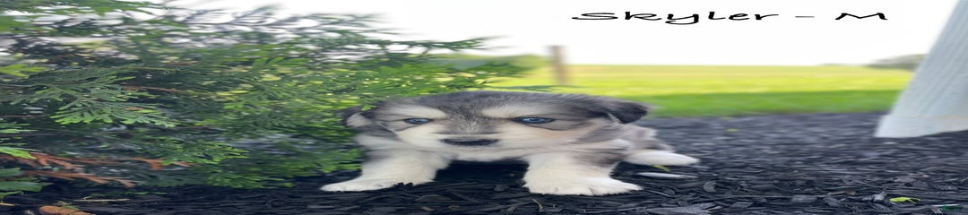 Skyler
