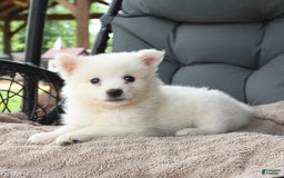 American Eskimo dogs for sale: Finn - Image 3