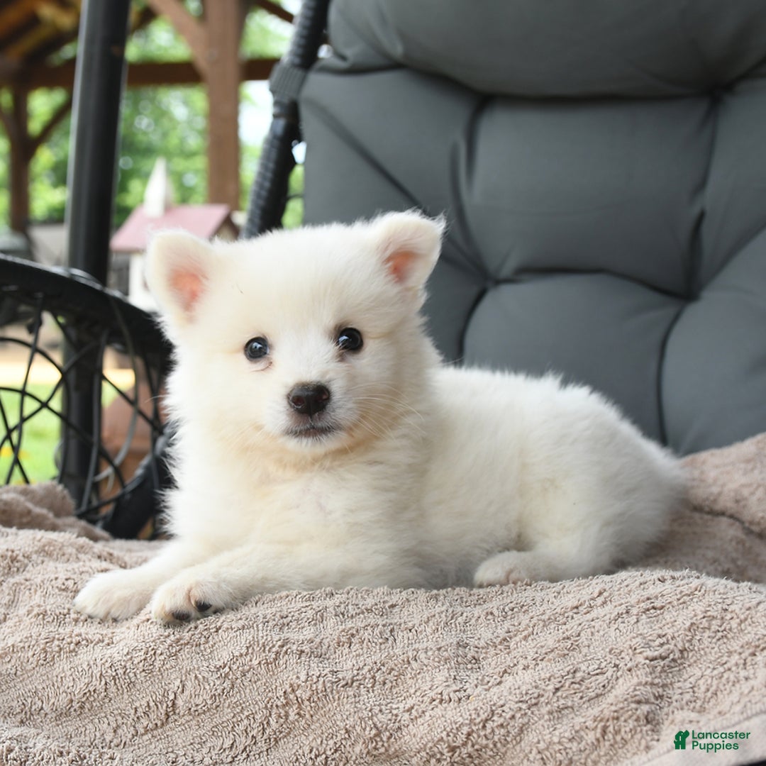 American Eskimo dogs for sale: Finn - Image 3