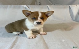 Welsh Corgi Pembroke dogs for sale: Jewel - Image 3