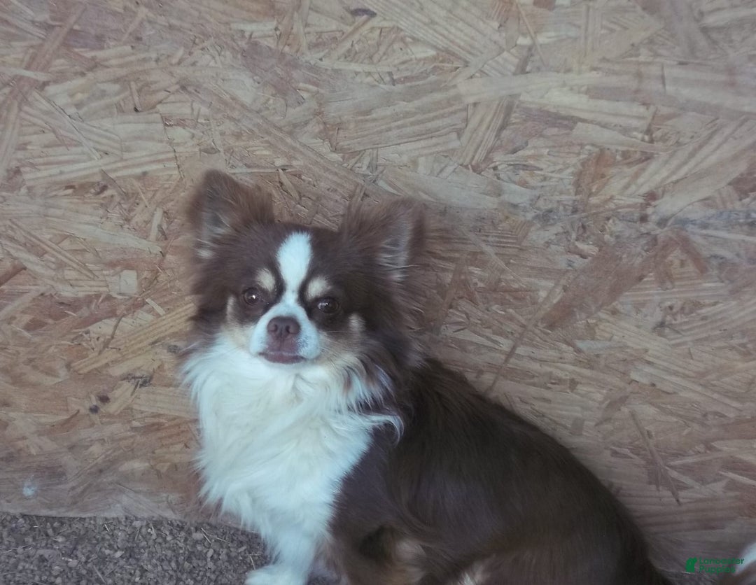 Chihuahua dogs for sale: Teacup Skittles - Image 11