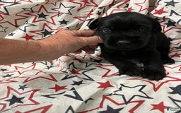 Standard Schnauzer dogs for sale: Samuel - Image 1