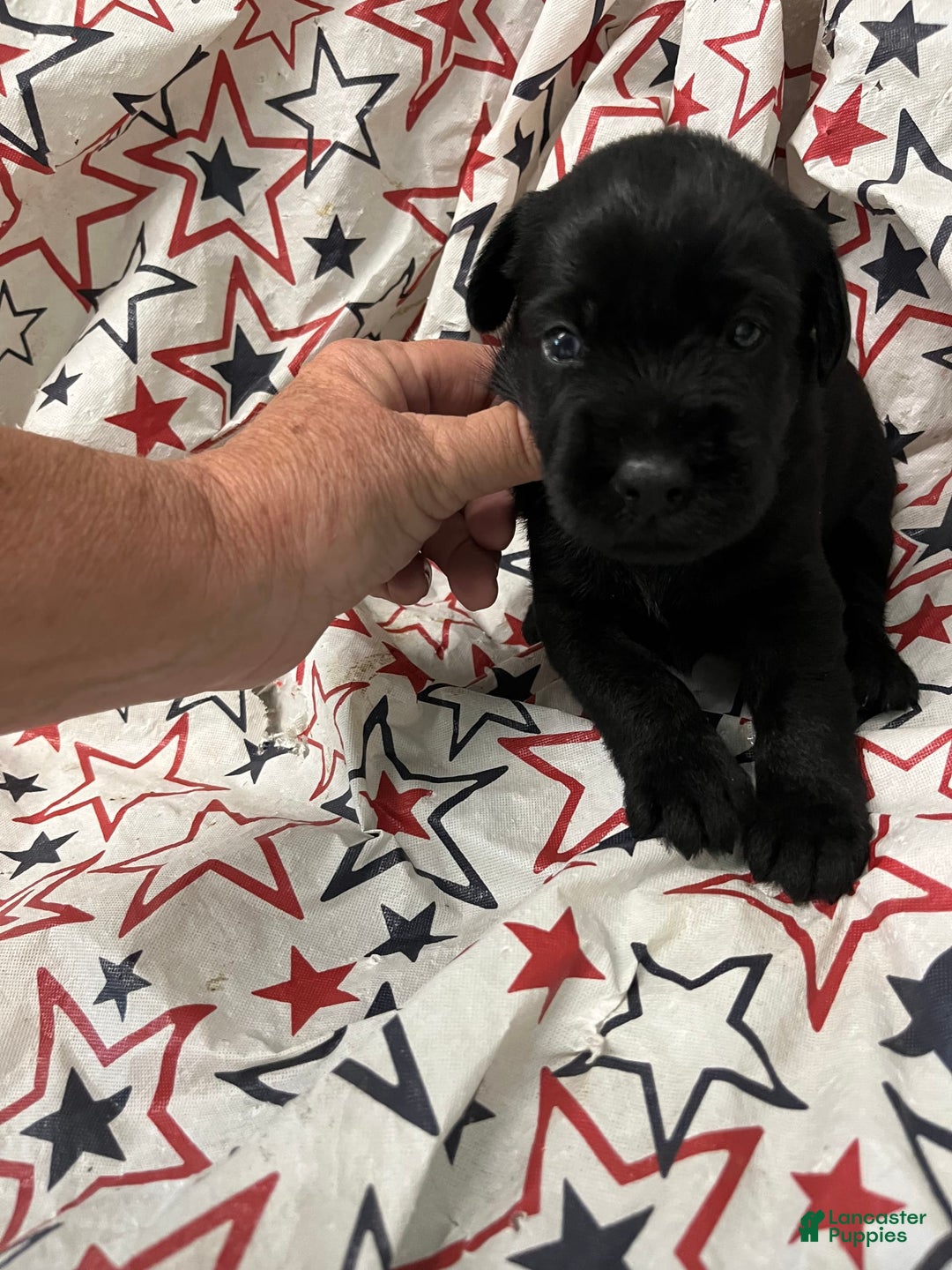 Standard Schnauzer dogs for sale: Samuel - Image 1