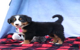 Bernese Mountain Dog dogs for sale: Sweetheart - Image 4