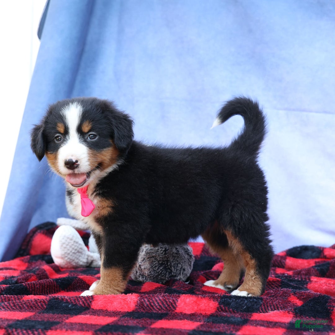 Bernese Mountain Dog dogs for sale: Sweetheart - Image 4