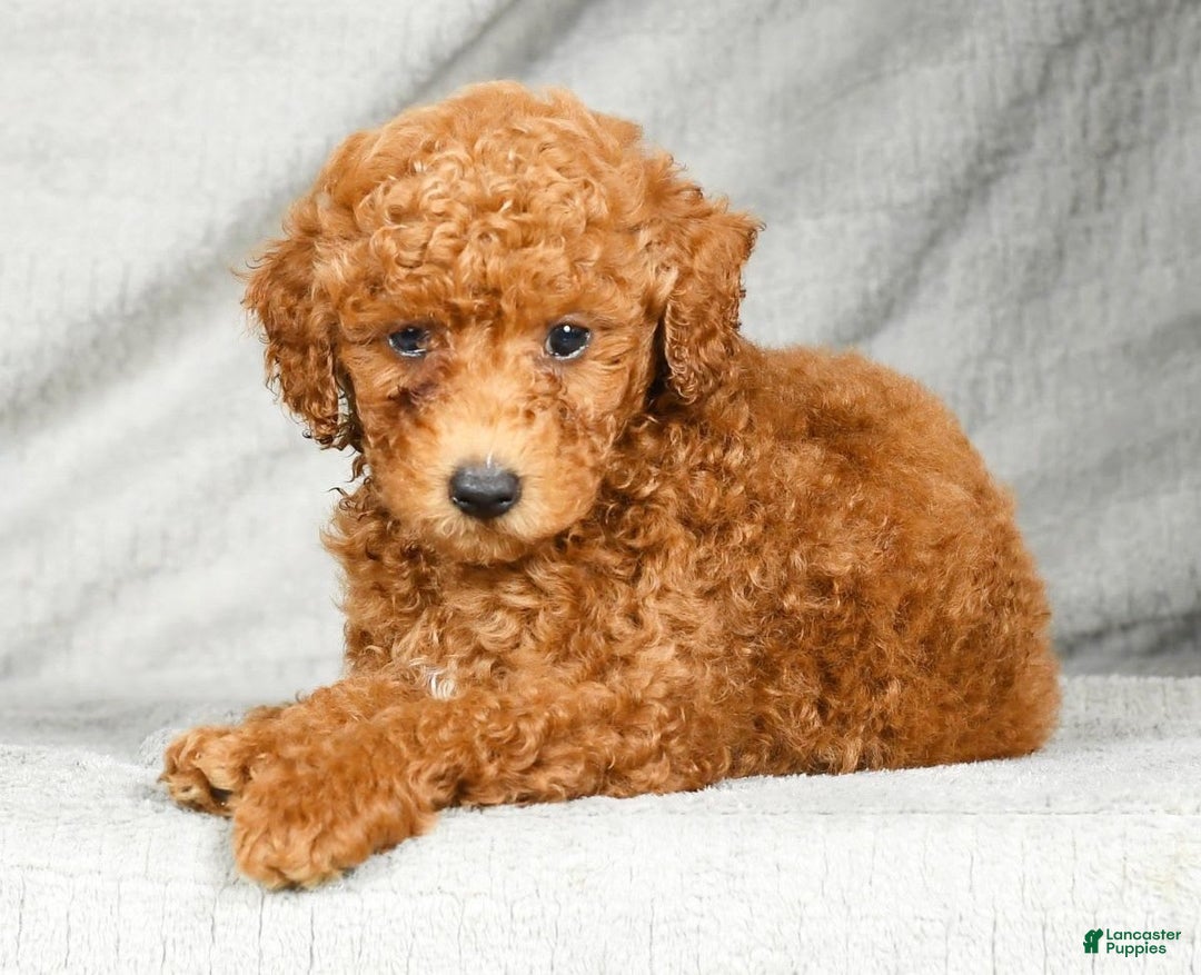 Miniature Poodle dogs for sale: Dusty - Image 9