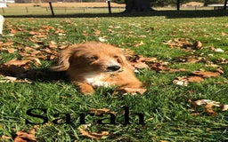 Welsh Corgi Pembroke dogs for sale: Annie - Image 6