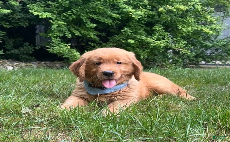 Golden Retriever dogs for sale - Ad 1