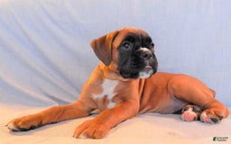 Boxer dogs for sale: Carin - Image 9