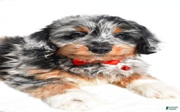 Mini Aussiedoodle dogs for sale: Elias - Image 7