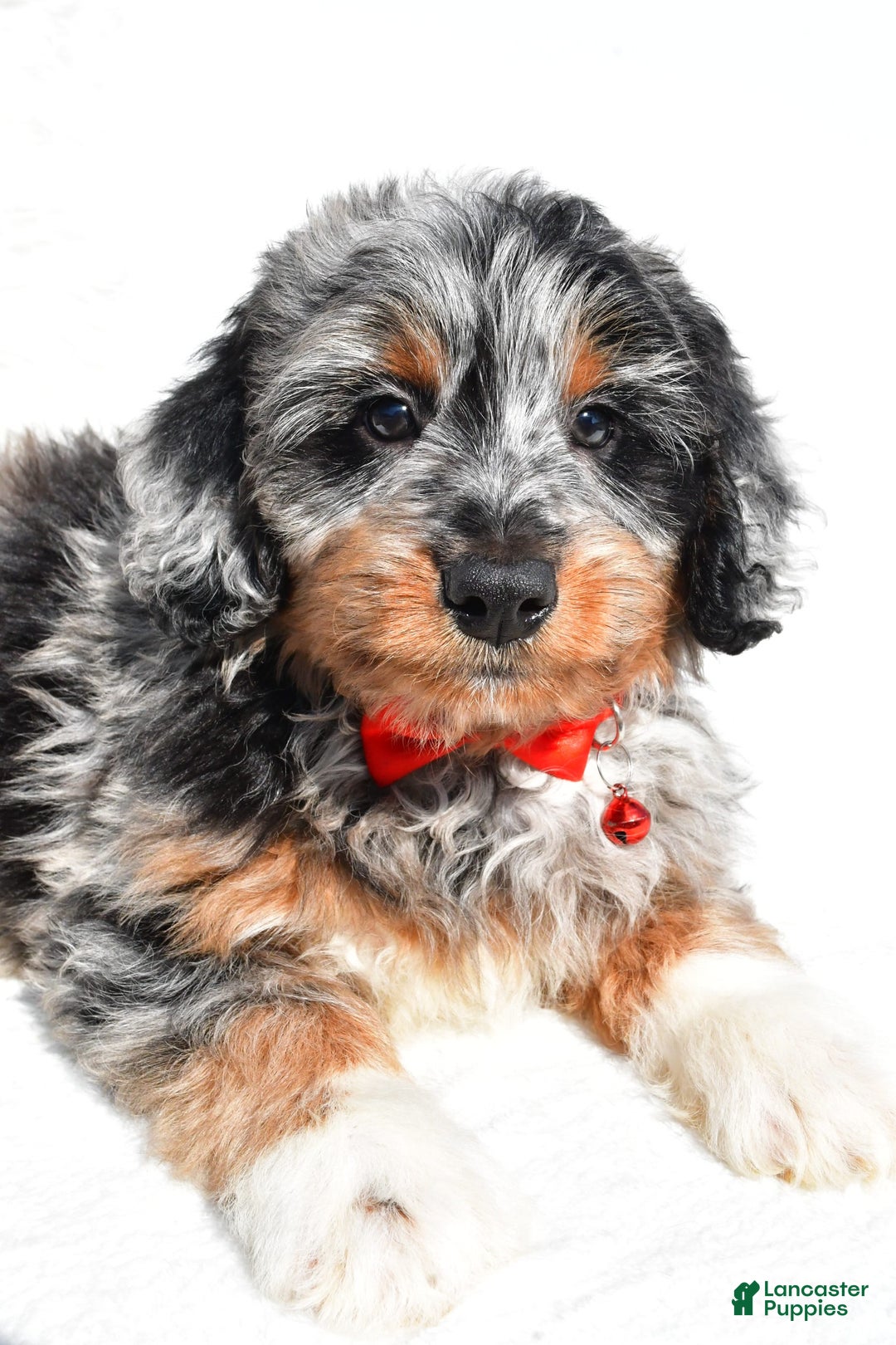 Mini Aussiedoodle dogs for sale: Elias - Image 7