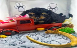 Chipoo dogs for sale: Milo - Image 1