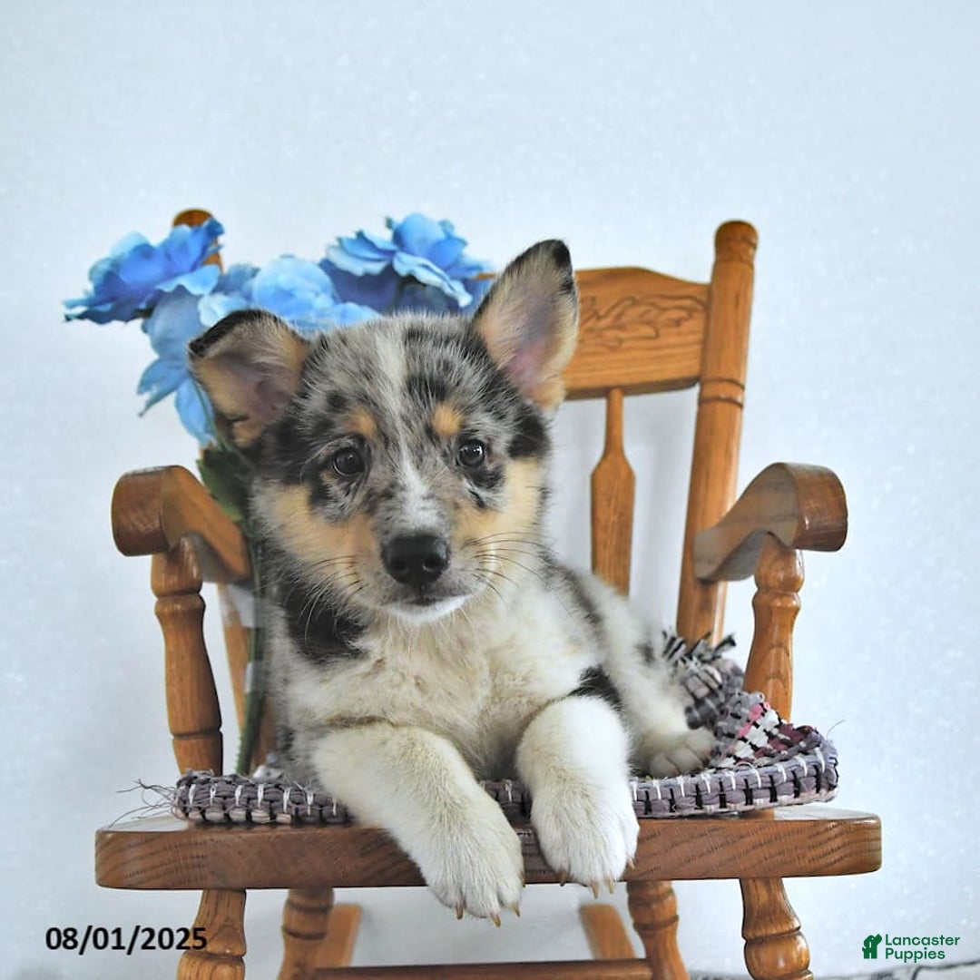 American Eskimo dogs for sale: Spunky - Image 6