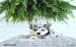 Pomsky dogs for sale: Bandit - Image 1