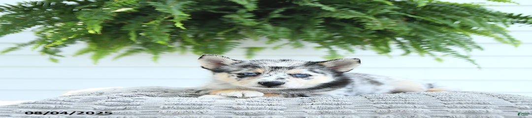 Bandit