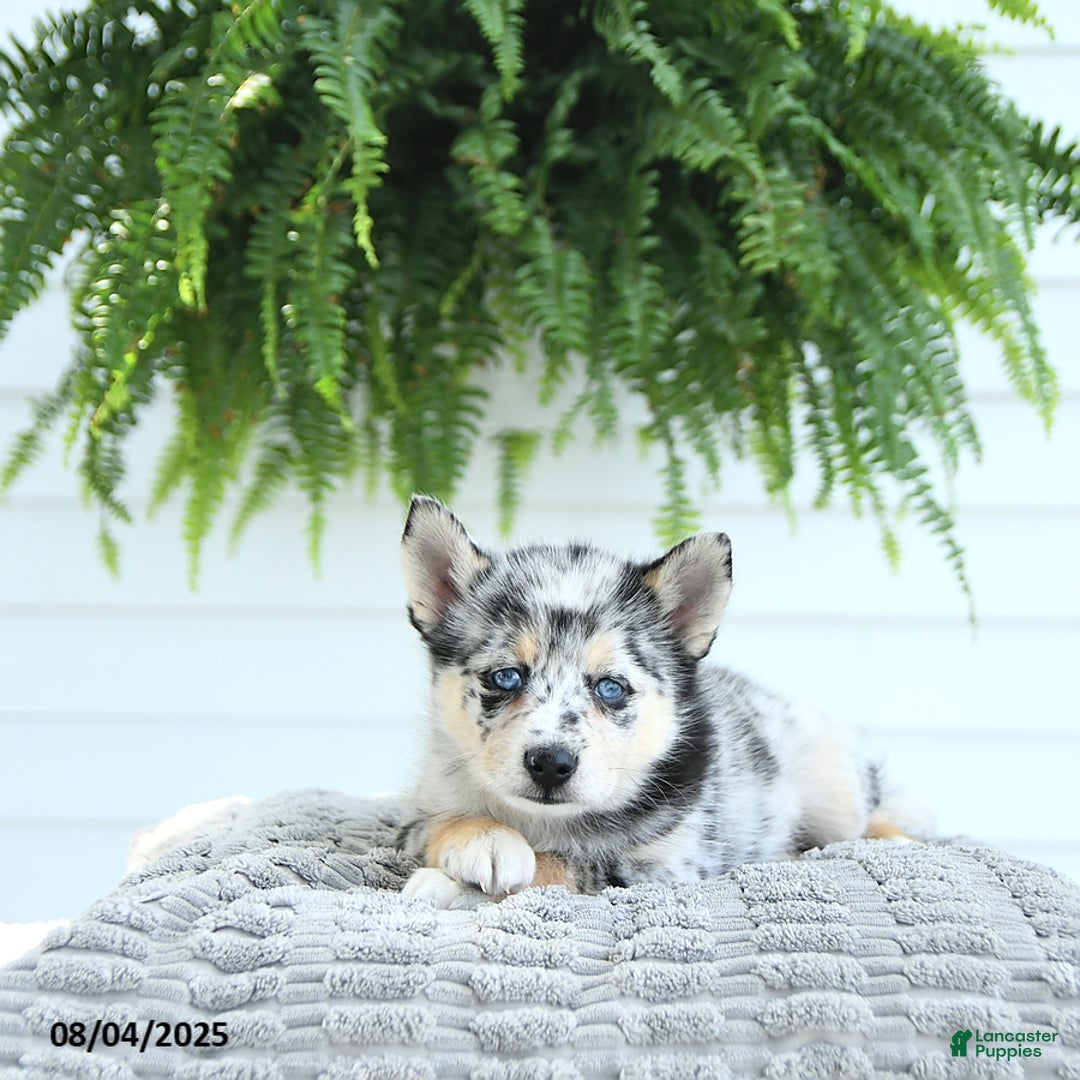 Pomsky dogs for sale: Bandit - Image 1