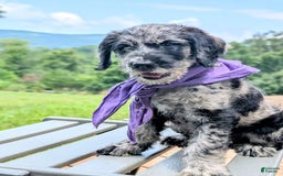 Labradoodle dogs for sale: Bella - Image 3