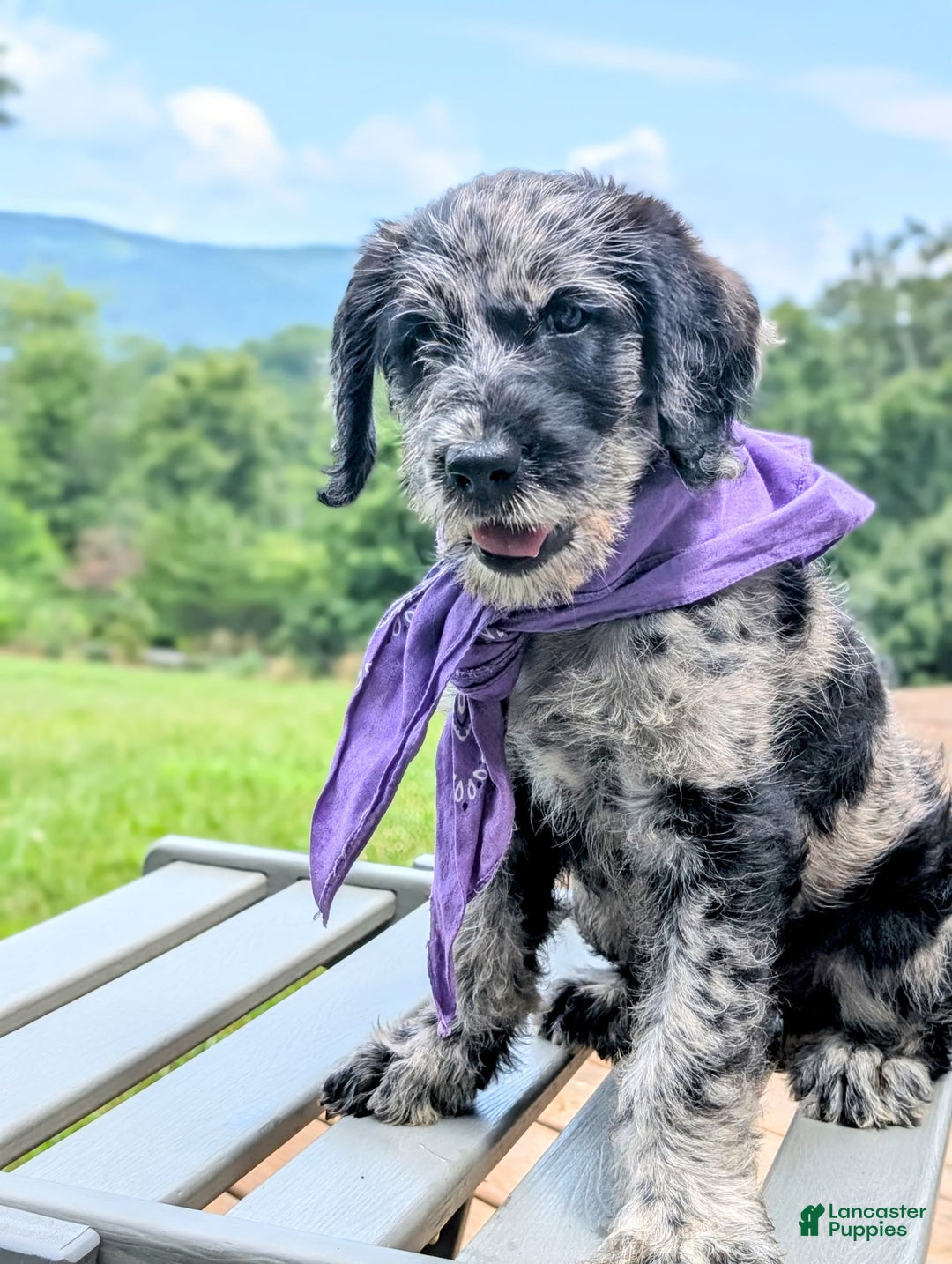 Labradoodle dogs for sale: Bella - Image 3