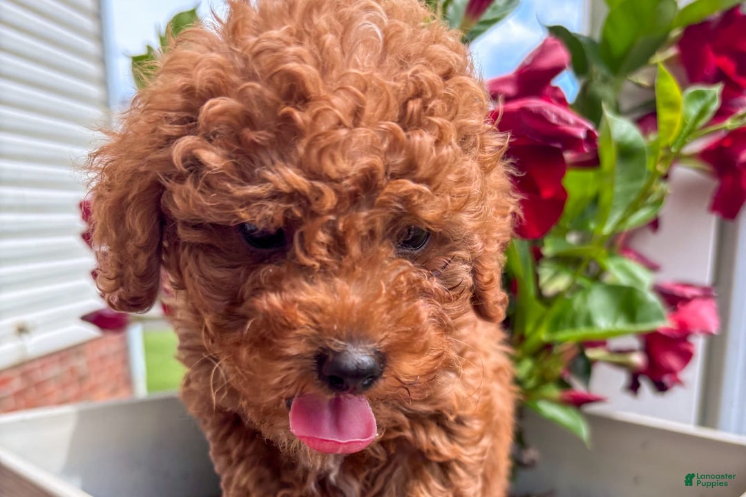 Miniature Poodle dogs for sale: Morgan - Image 1