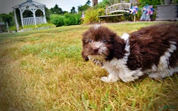 Havapoo dogs for sale: Hero - Image 5