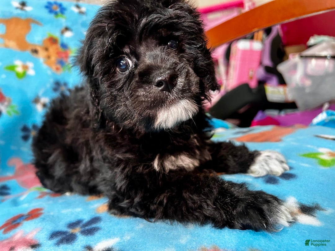 Shihpoo dogs for sale: Duke - Image 2