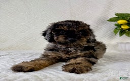 Cockapoo dogs for sale: Cockapoo 5 puppies - Image 2