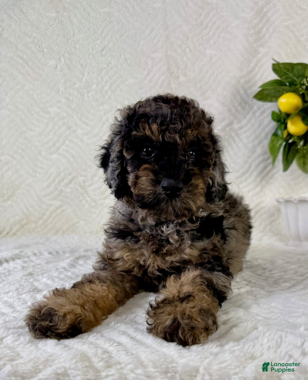 Cockapoo dogs for sale: Cockapoo 5 puppies - Image 2