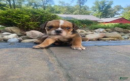 English Bulldog dogs for sale: Danny - Image 3