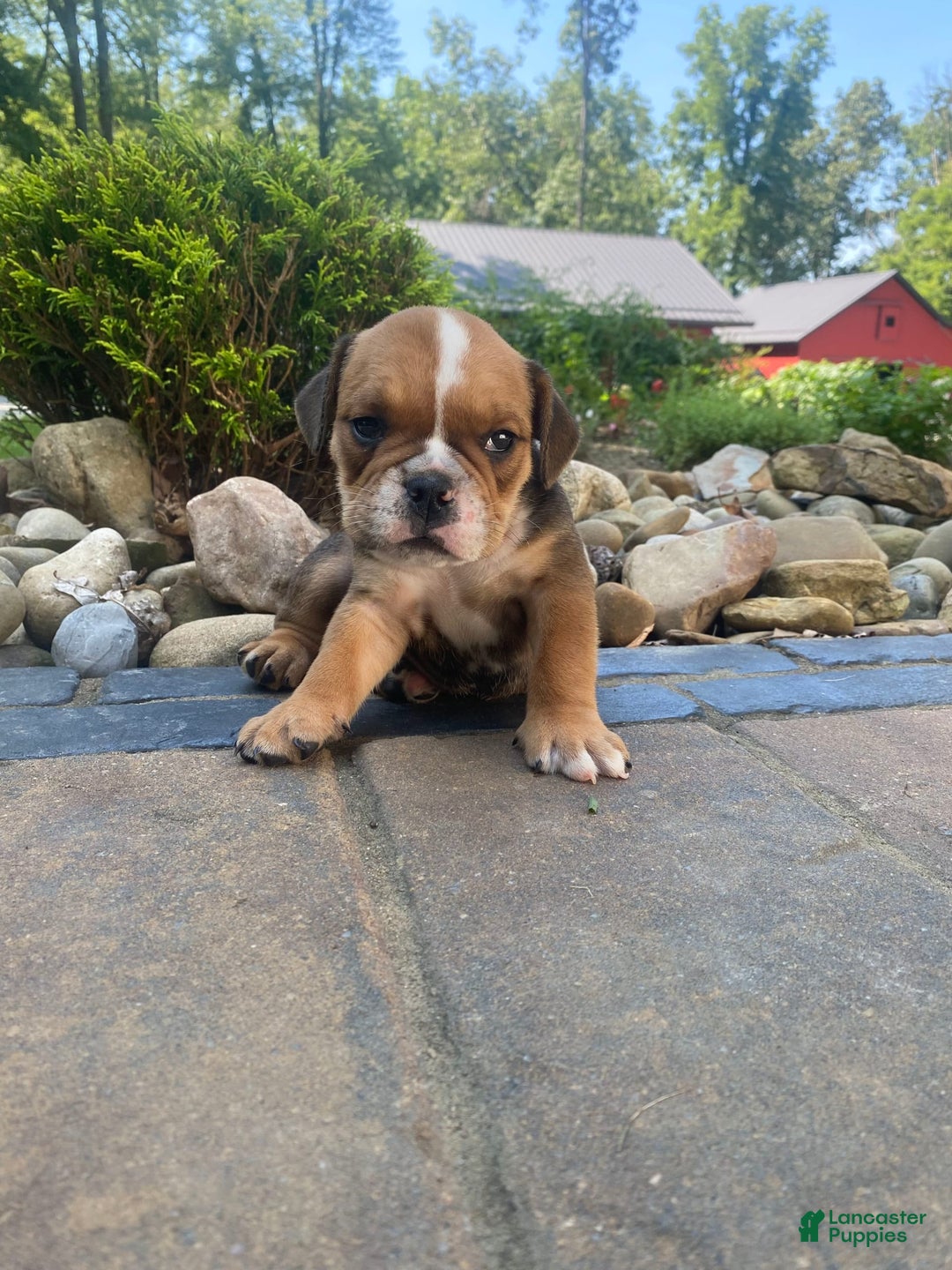 English Bulldog dogs for sale: Danny - Image 3