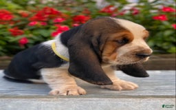 Basset Hound dogs for sale: Isabelle - Image 6