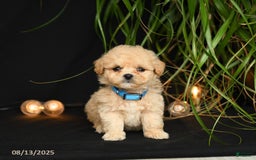 Teddy Bear dogs for sale: Rivers - Image 1