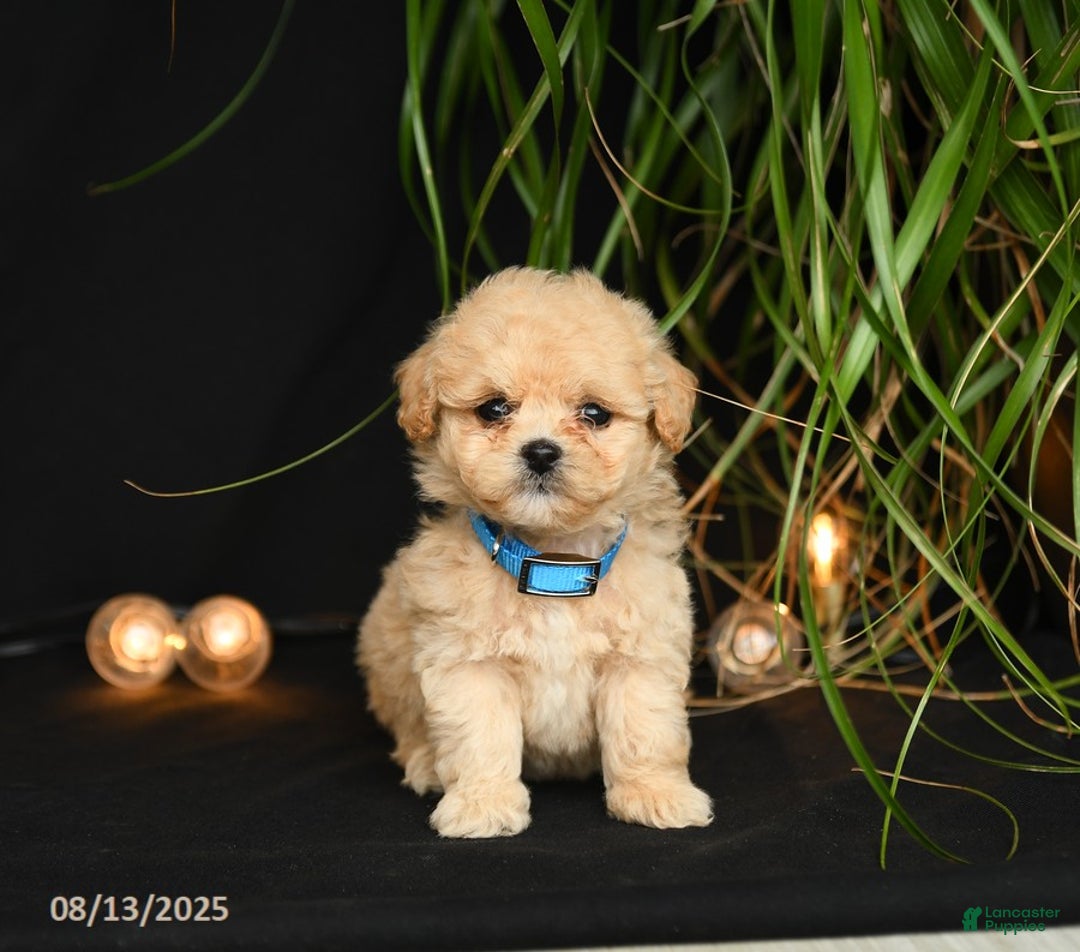 Teddy Bear dogs for sale: Rivers - Image 1