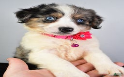 Mini Aussiedoodle dogs for sale: April - Image 3
