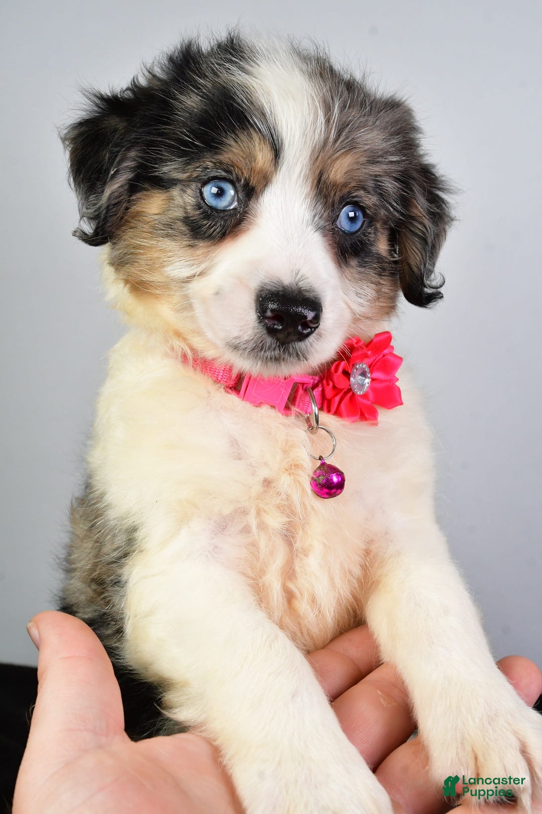 Mini Aussiedoodle dogs for sale: April - Image 3