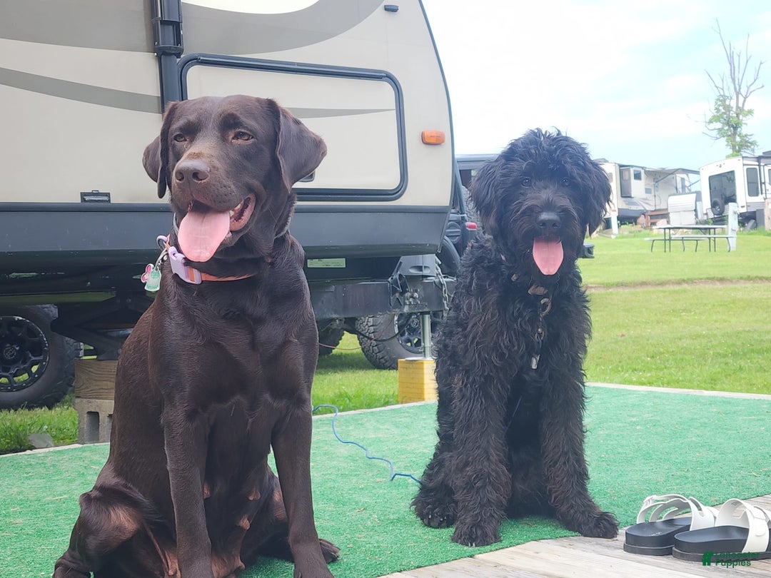 Labradoodle dogs for sale: Ruby - Image 17