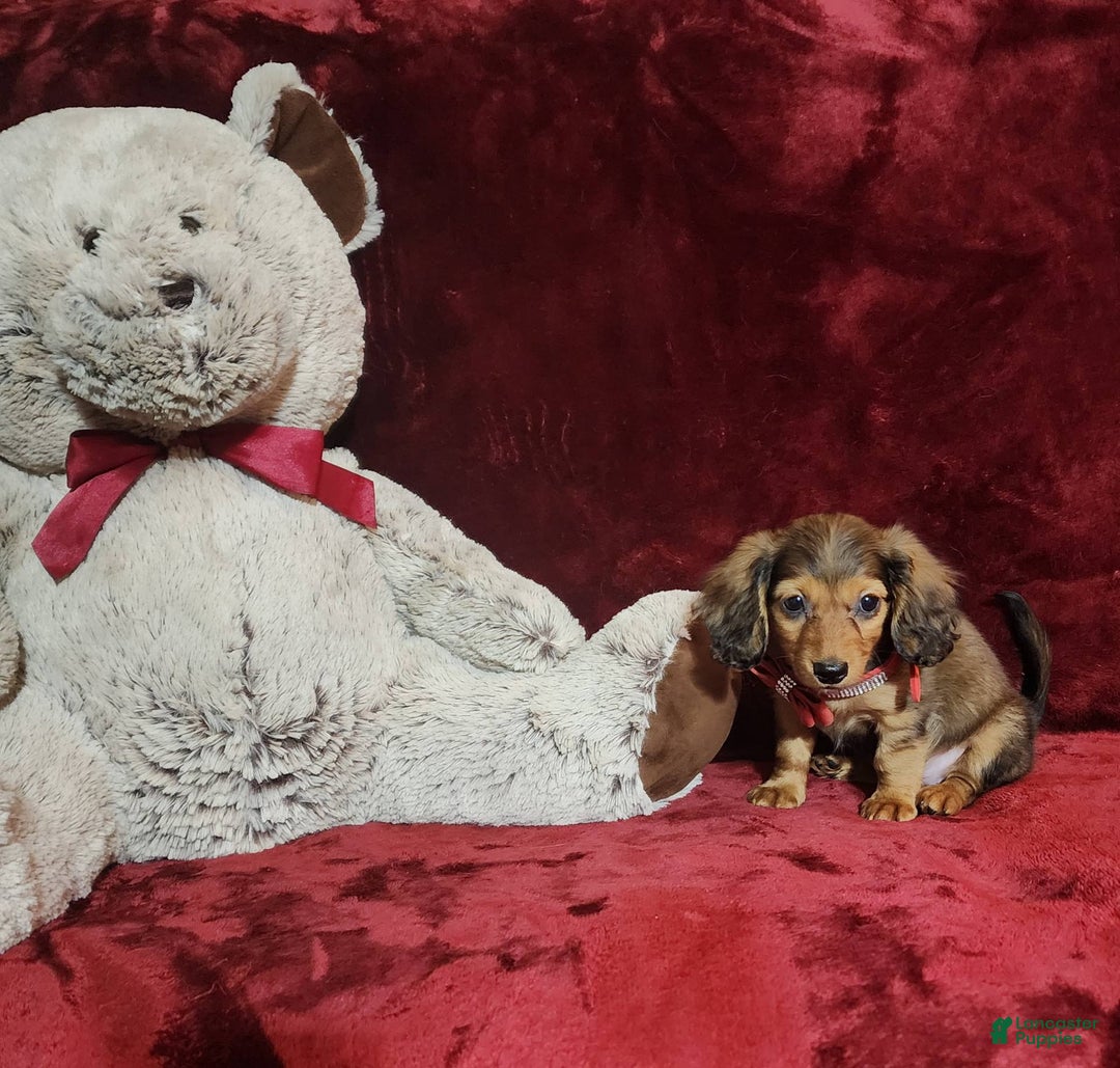 Miniature Dachshund dogs for sale: Josie - Image 6