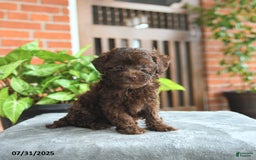 Havapoo dogs for sale: Gabby - Image 3