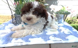 Aussiedoodle dogs for sale: Maria - Image 1