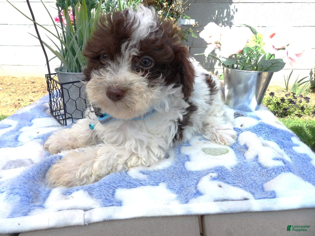 Aussiedoodle dogs for sale: Maria - Image 1