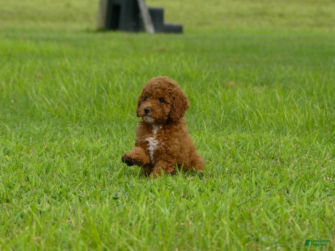 Miniature Poodle dogs for sale: Elara - Image 2