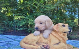 Golden Retriever dogs for sale: Maggie - Image 15