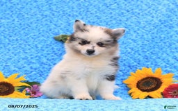 Pomsky dogs for sale: Nugget - Image 2